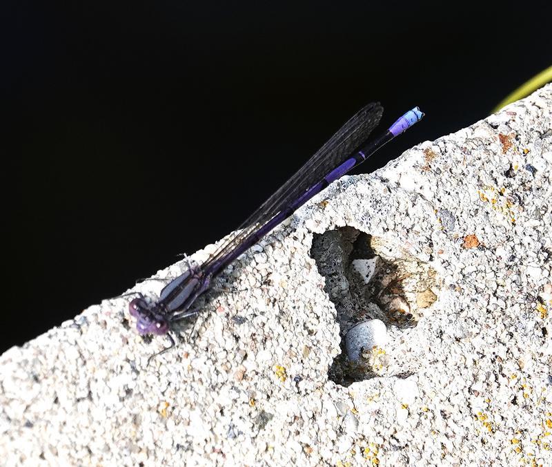 Photo of Variable Dancer (Violet Dancer ssp.)