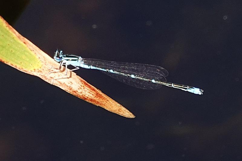 Photo of Stream Bluet