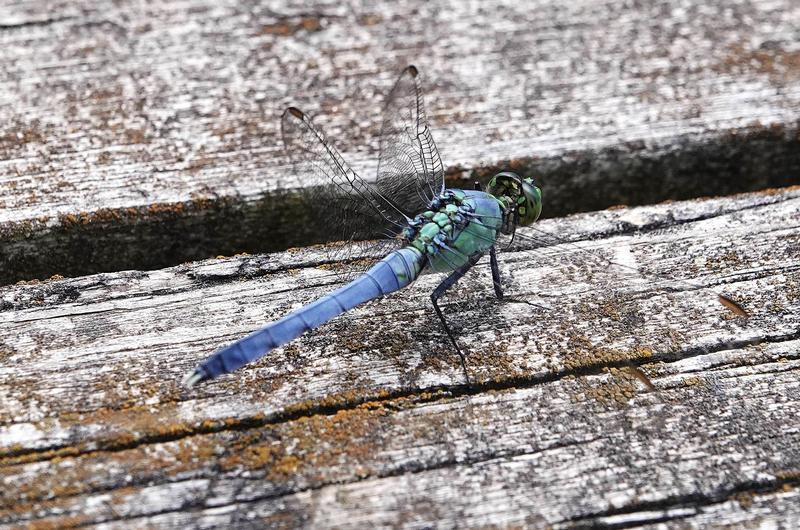 Photo of Eastern Pondhawk