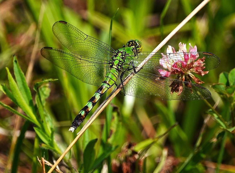 Photo of Eastern Pondhawk