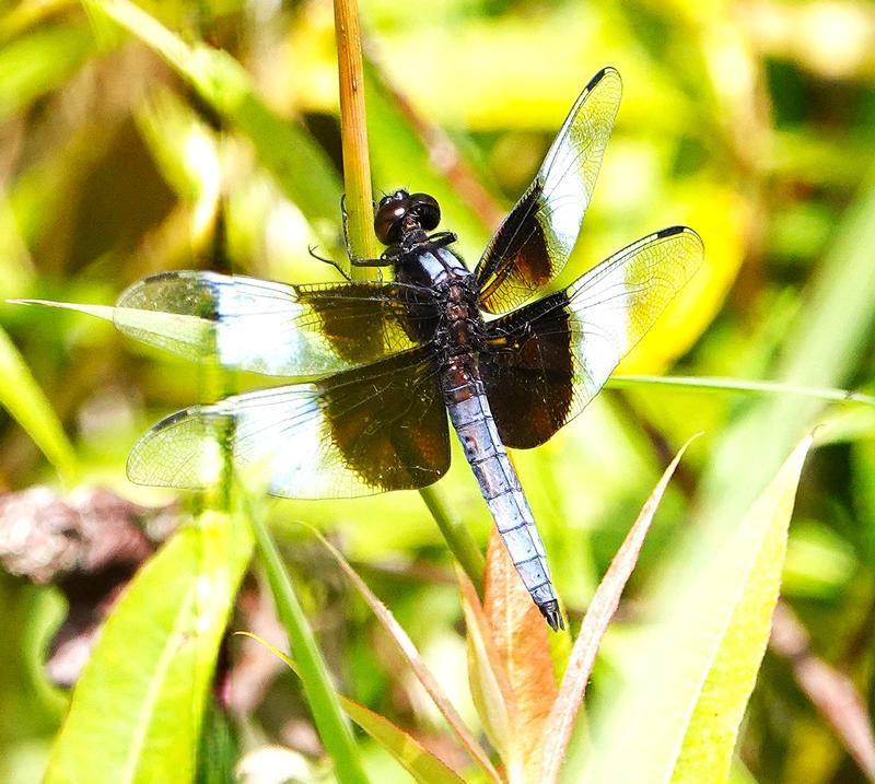 Photo of Widow Skimmer