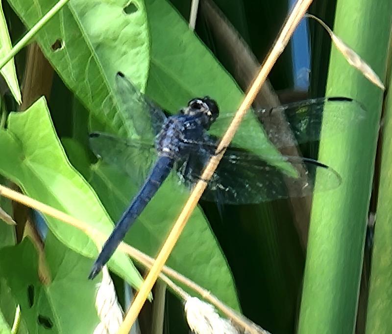 Photo of Slaty Skimmer