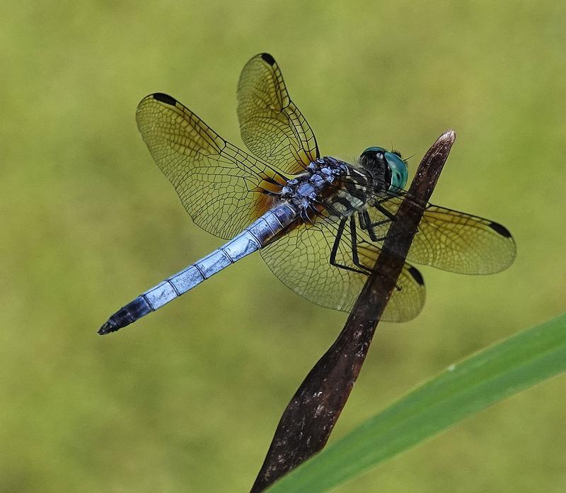Photo of Blue Dasher
