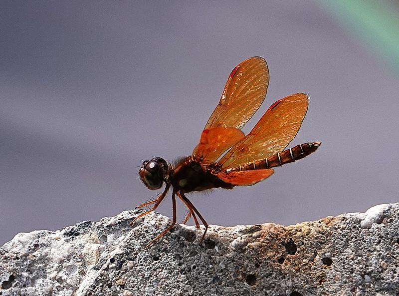 Photo of Eastern Amberwing