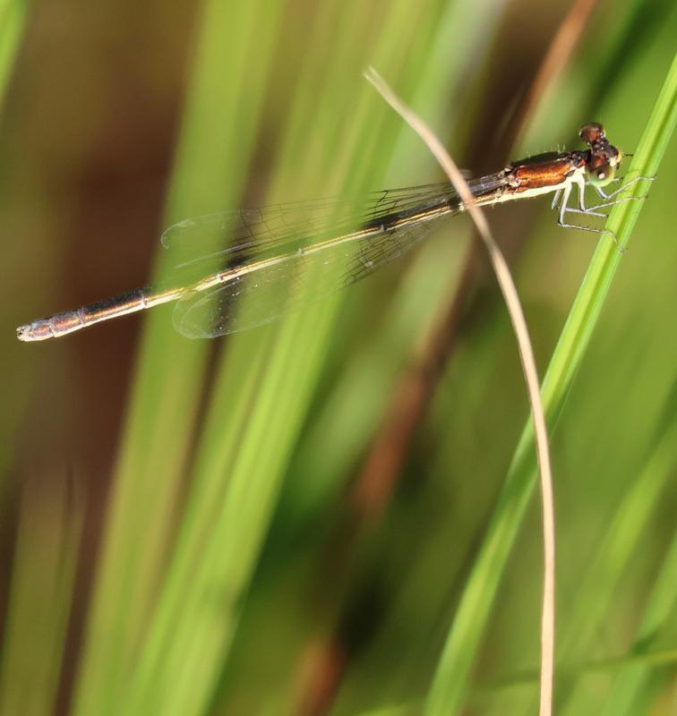 Photo of Citrine Forktail