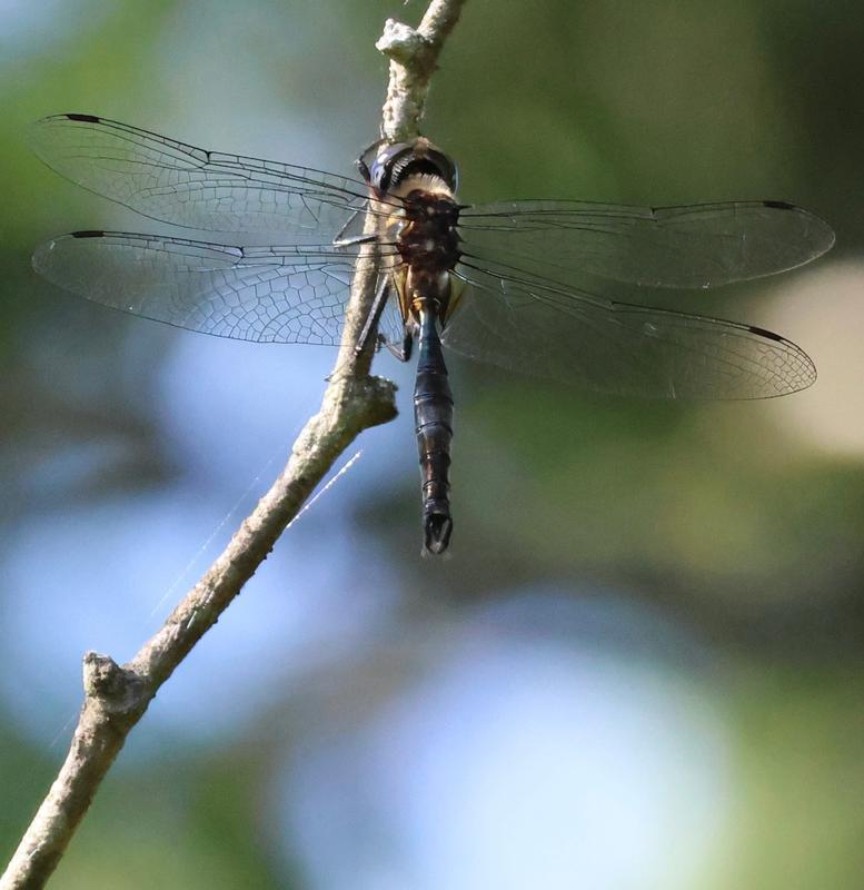 Photo of Brush-tipped Emerald