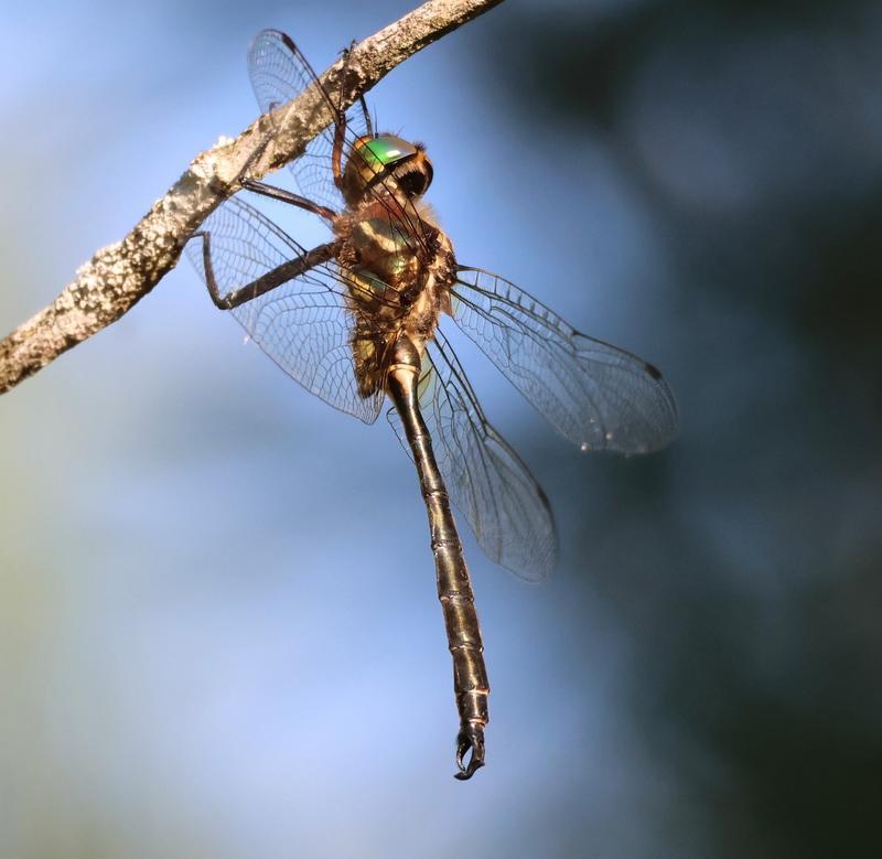Photo of Hine's Emerald