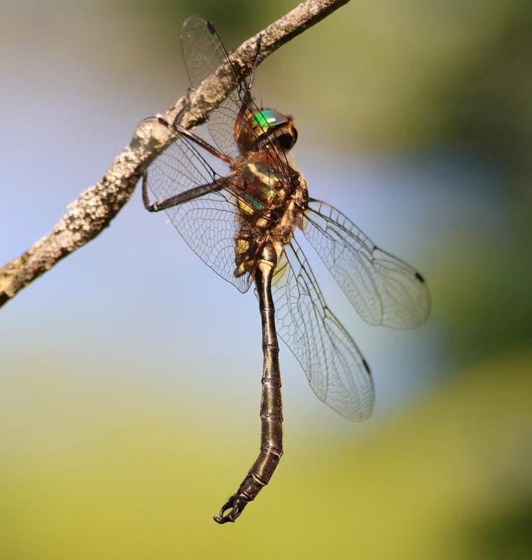 Photo of Hine's Emerald