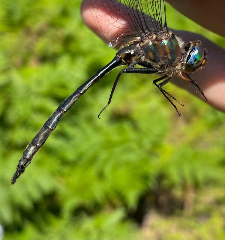 Photo of Williamson's Emerald