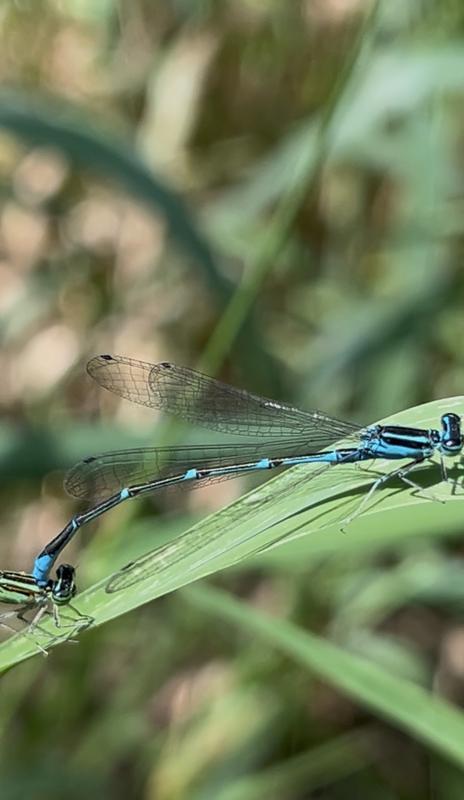 Photo of Stream Bluet