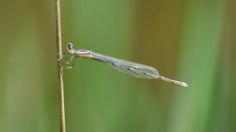 Photo of Double-striped Bluet