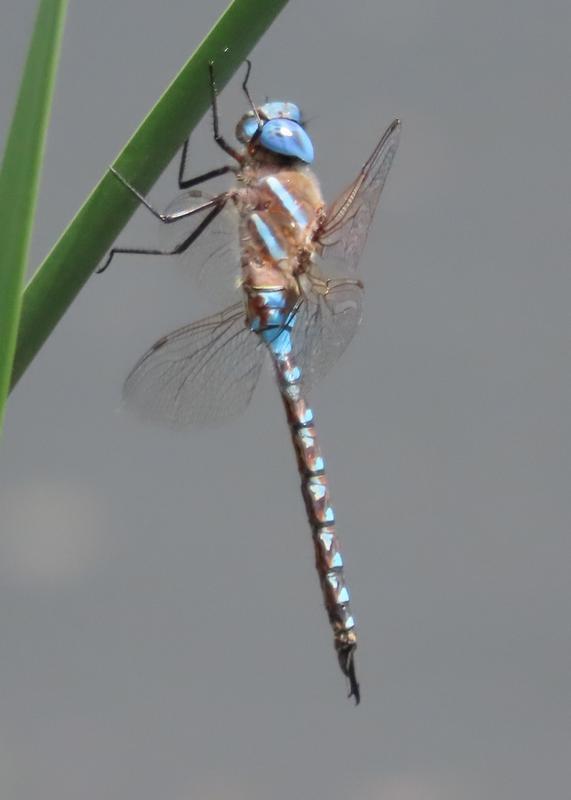 Photo of Blue-eyed Darner