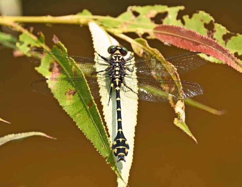 Photo of Zebra Clubtail