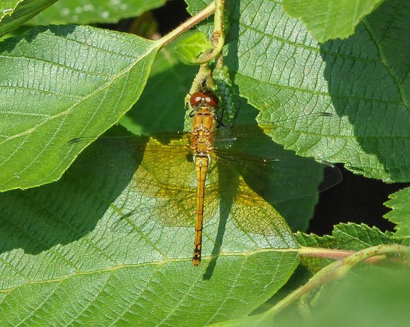 Photo of Band-winged Meadowhawk