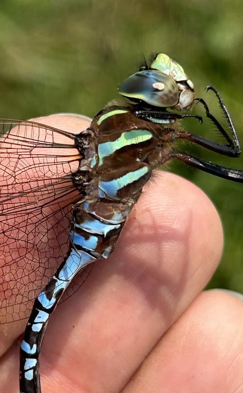 Photo of Lance-tipped Darner