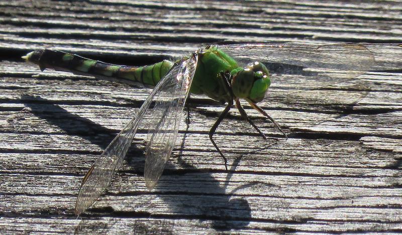 Photo of Eastern Pondhawk