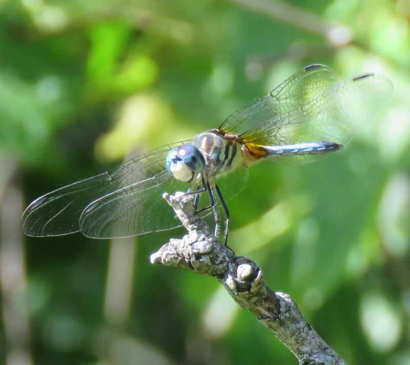 Photo of Blue Dasher