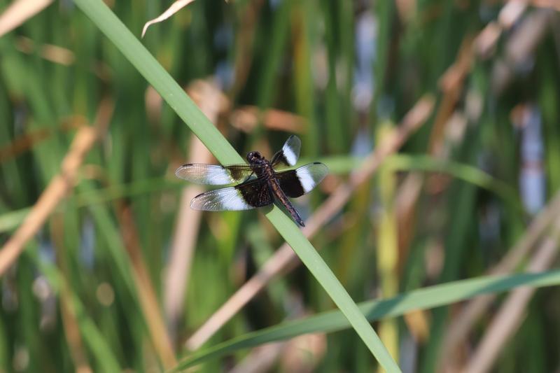 Photo of Widow Skimmer