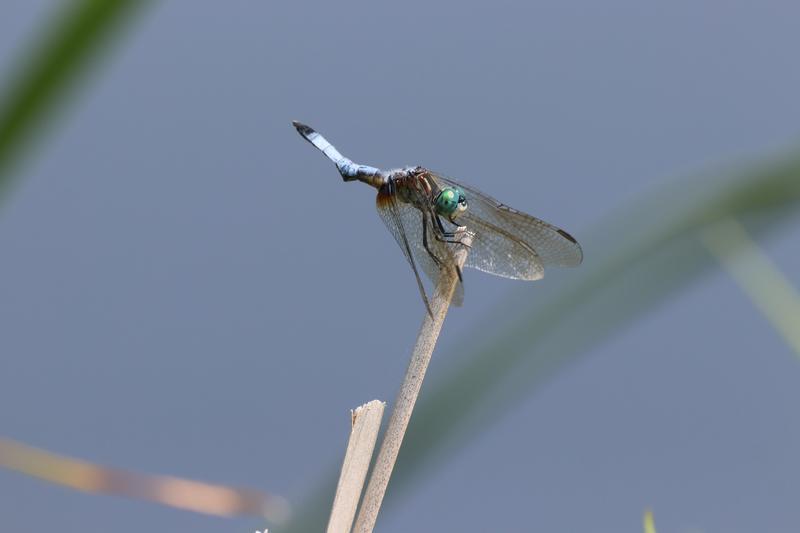 Photo of Blue Dasher