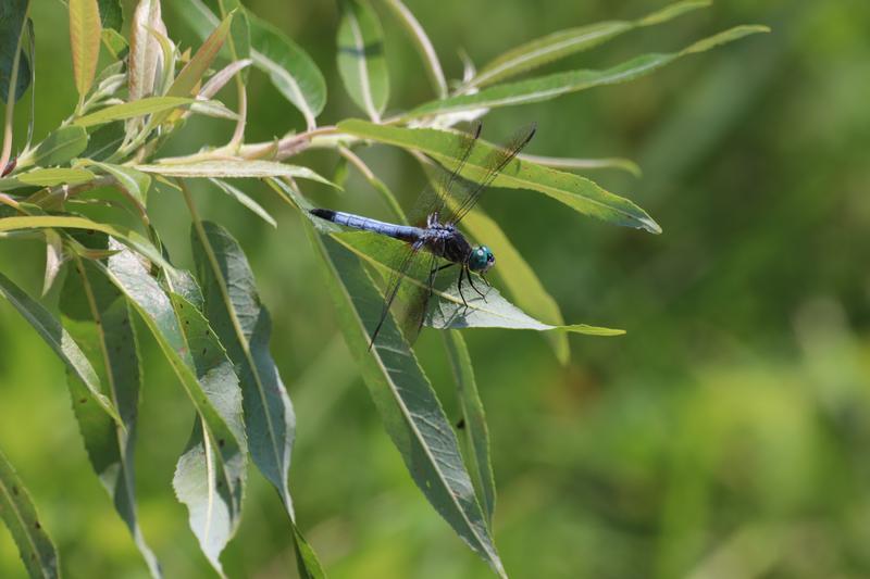 Photo of Blue Dasher