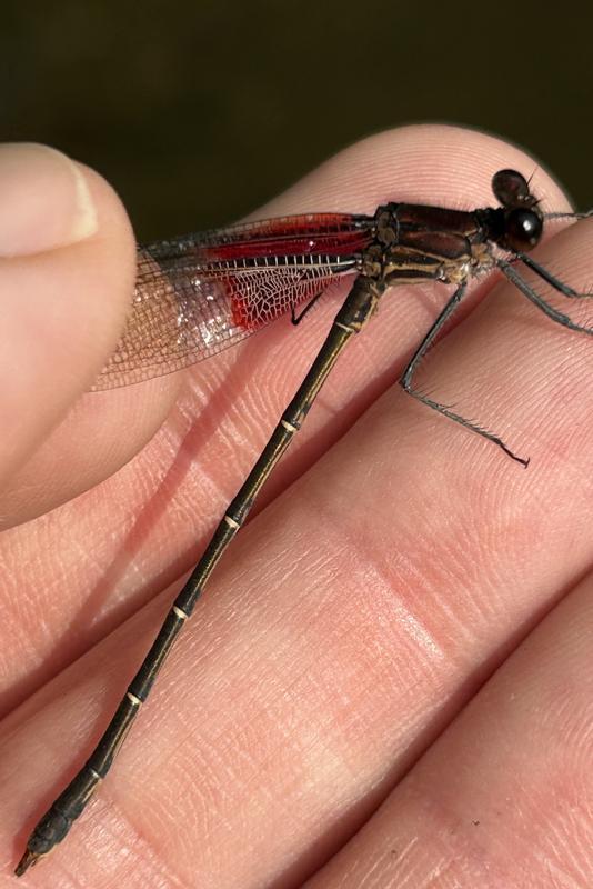 Photo of American Rubyspot