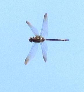 Photo of Williamson's Emerald