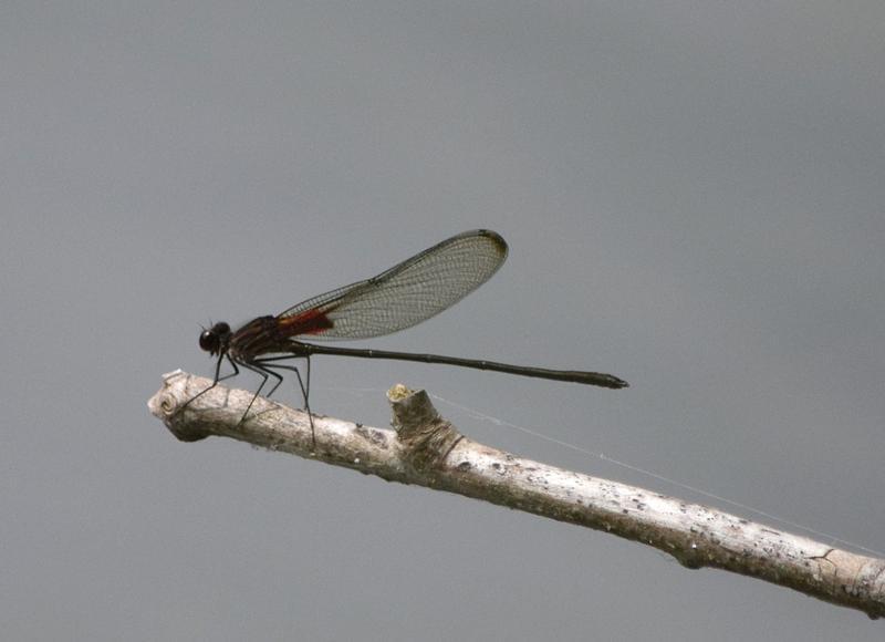 Photo of Smoky Rubyspot