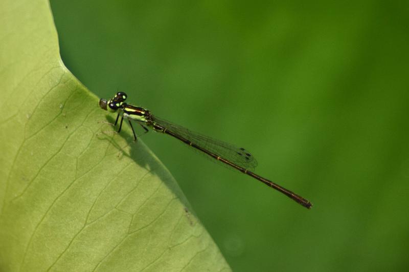 Photo of Fragile Forktail