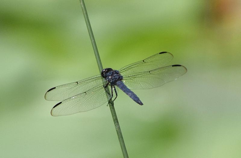 Photo of Slaty Skimmer