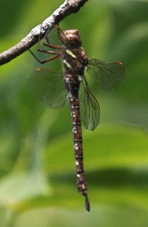 Photo of Shadow Darner
