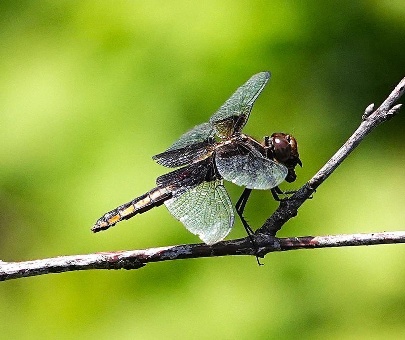 Photo of Widow Skimmer