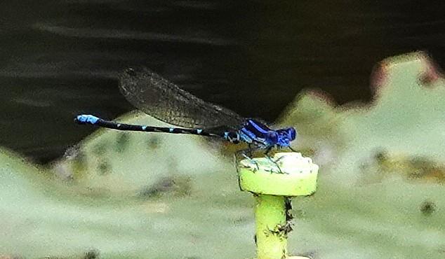 Photo of Blue-ringed Dancer