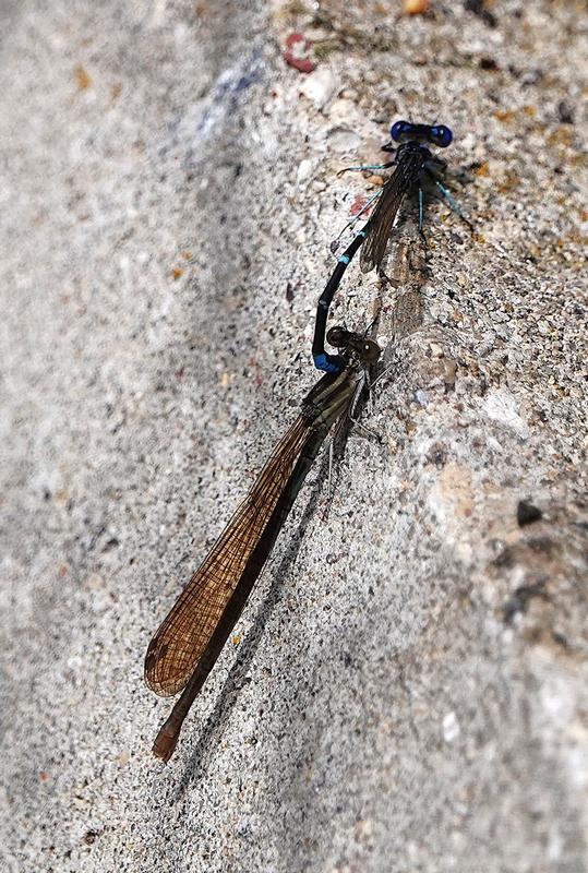 Photo of Blue-ringed Dancer