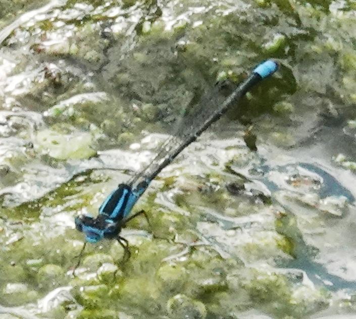 Photo of Skimming Bluet