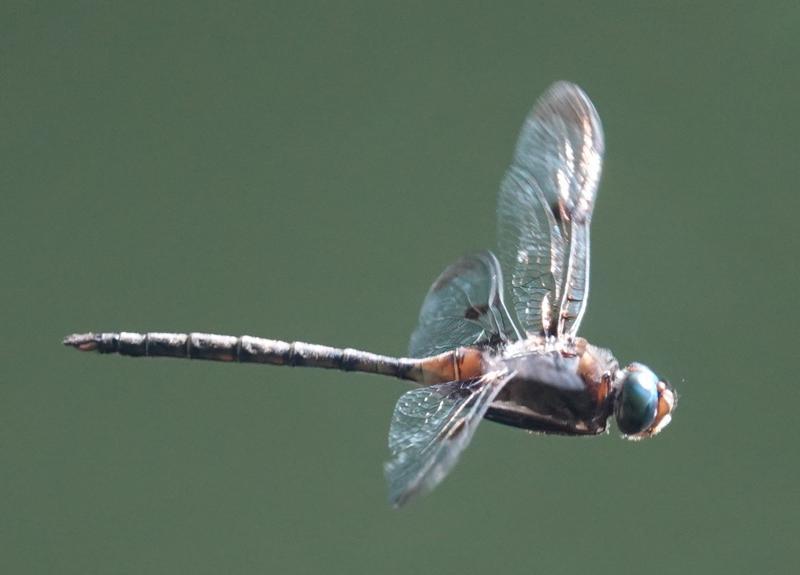 Photo of Prince Baskettail