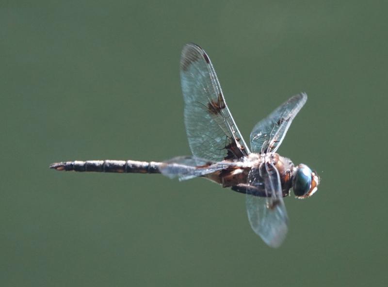 Photo of Prince Baskettail