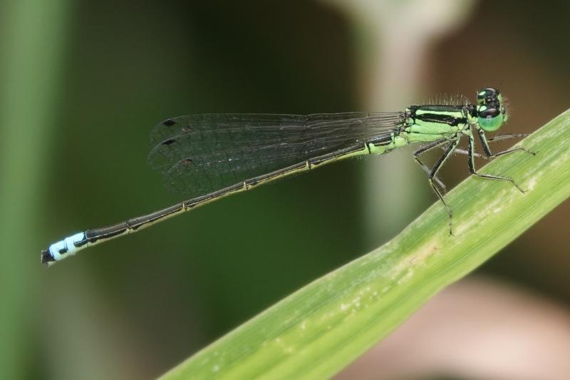 Photo of Eastern Forktail