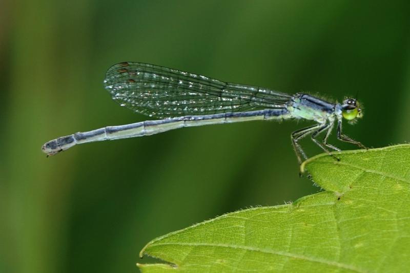 Photo of Eastern Forktail