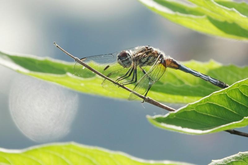 Photo of Blue Dasher