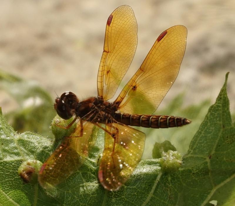 Photo of Eastern Amberwing