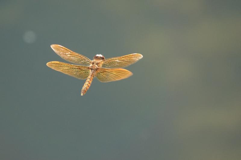 Photo of Eastern Amberwing