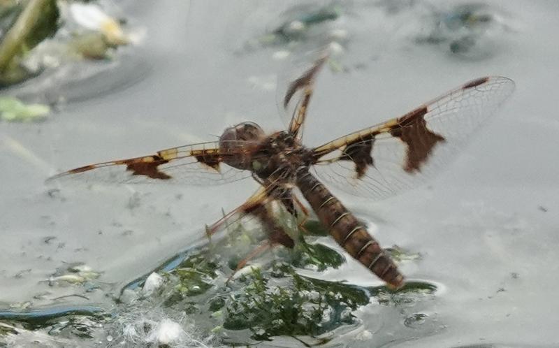 Photo of Eastern Amberwing
