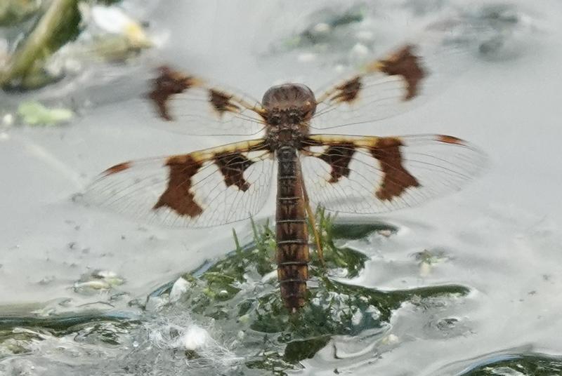 Photo of Eastern Amberwing