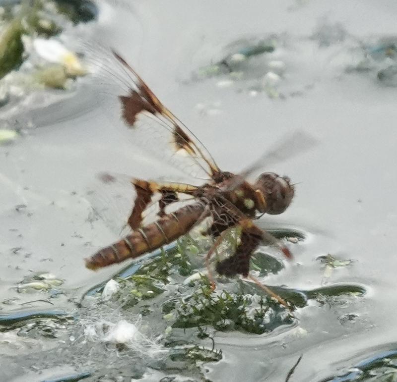 Photo of Eastern Amberwing