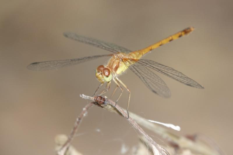 Photo of Autumn Meadowhawk