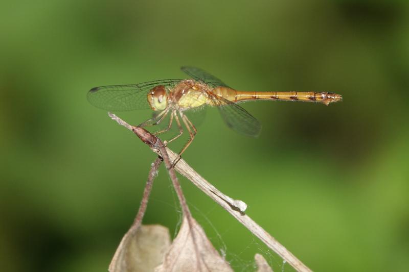 Photo of Autumn Meadowhawk