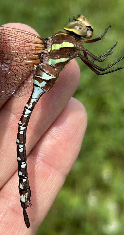 Photo of Lance-tipped Darner