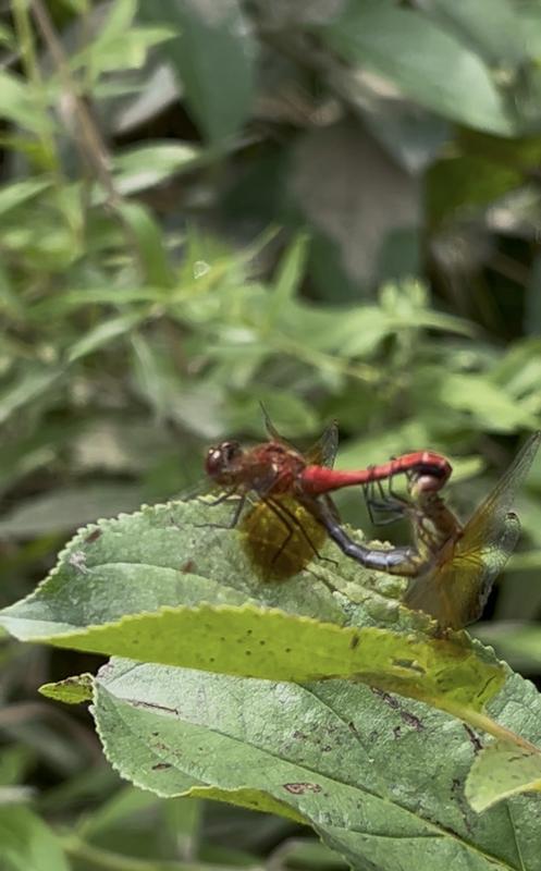 Photo of Band-winged Meadowhawk