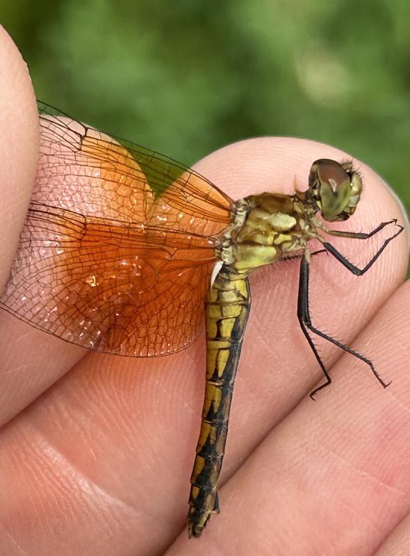Photo of Band-winged Meadowhawk