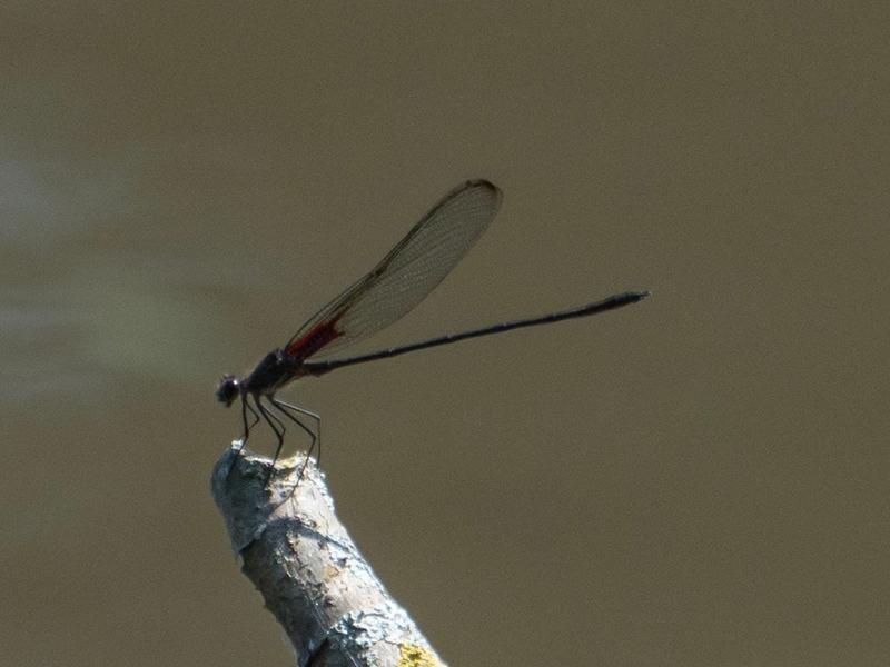 Photo of Smoky Rubyspot